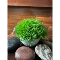 Premium Yapay Scleranthus (Minder Çiçeği) Saksılı Ev Ofis Dekorasyonu ?