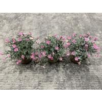 Saksıda Dekoratif Pembe Bahar Çiçeği - 20 cm (Yapay Çiçek 3 Saksı )