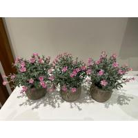 Saksıda Dekoratif Pembe Bahar Çiçeği - 20 cm (Yapay Çiçek 3 Saksı )