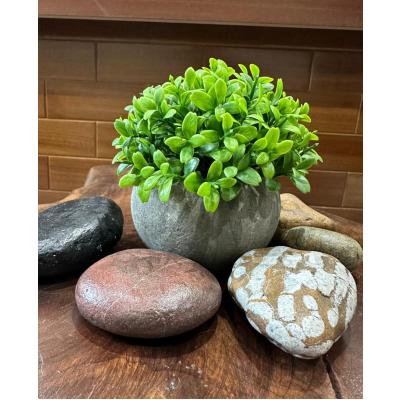 Yapay Şimşir (Boxwood) Çiçeği Premium Antrasit Saksılı Ofis Ev Dekorasyonu ?