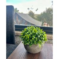 Yapay Şimşir (Boxwood) Çiçeği Premium Antrasit Saksılı Ofis Ev Dekorasyonu ?