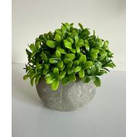 Yapay Şimşir (Boxwood) Çiçeği Premium Antrasit Saksılı Ofis Ev Dekorasyonu ?