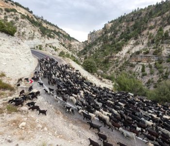 Keçi Çobanının Çevre duyarlılığı